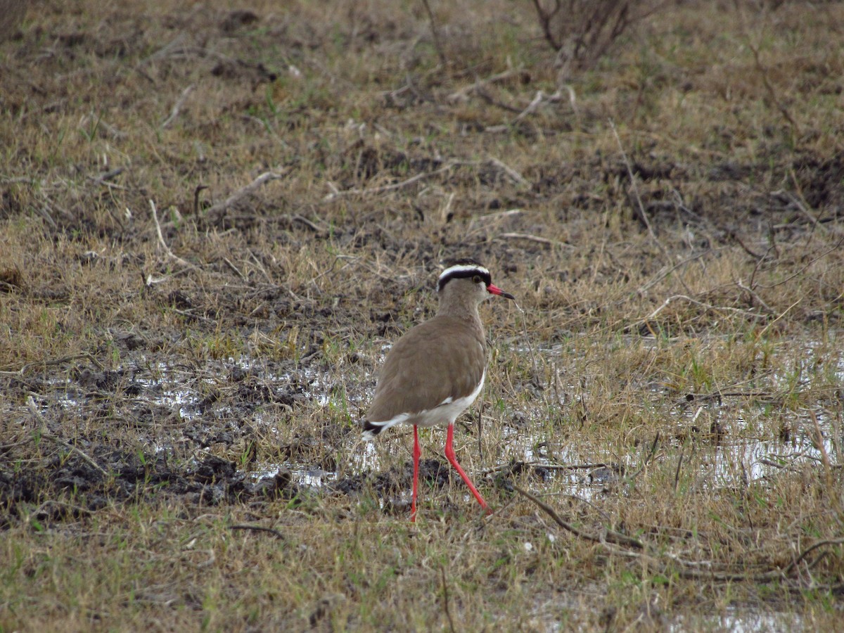 Crowned Lapwing - ML615916818