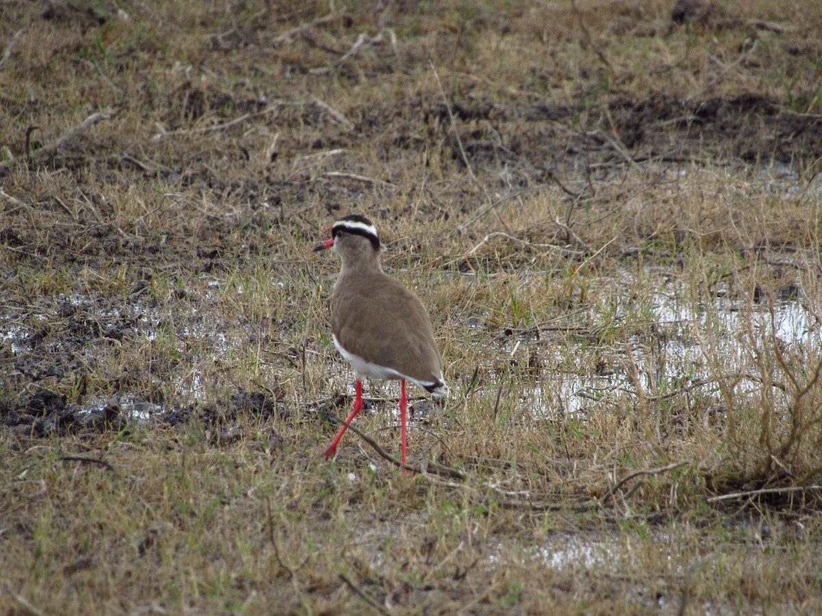 Crowned Lapwing - ML615916819