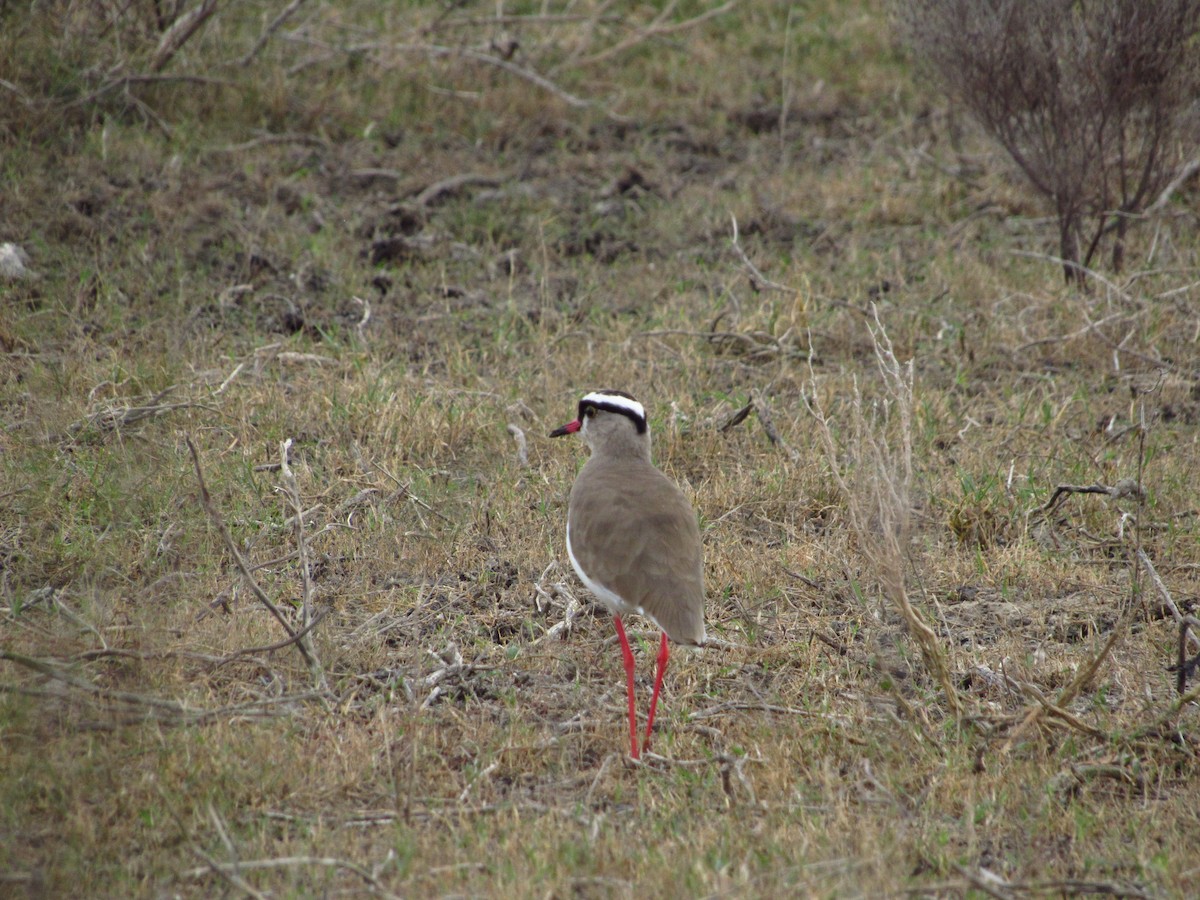 Crowned Lapwing - ML615916820