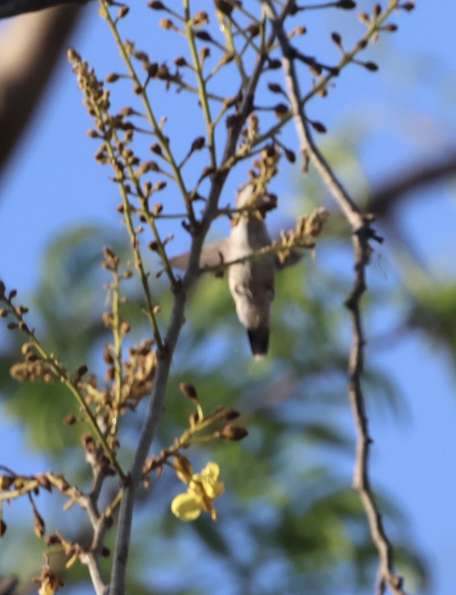 Ruby-throated Hummingbird - ML615916822
