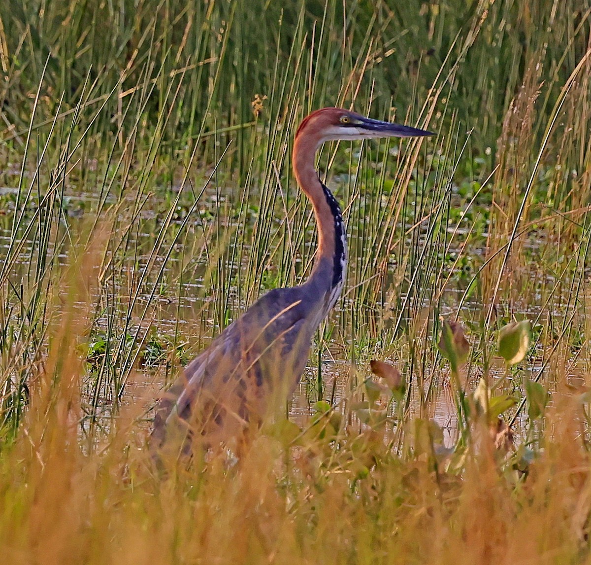 Purple Heron - ML615916950