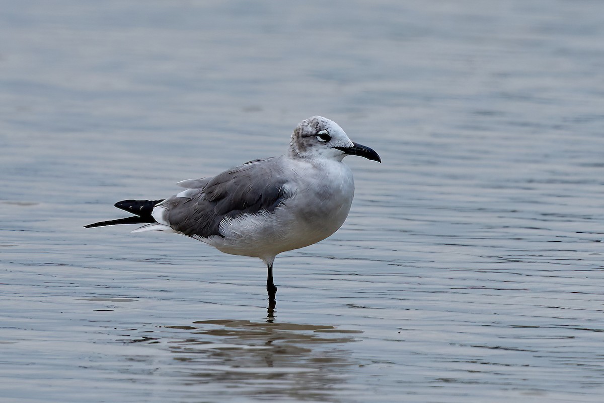 Gaviota Guanaguanare - ML615916982