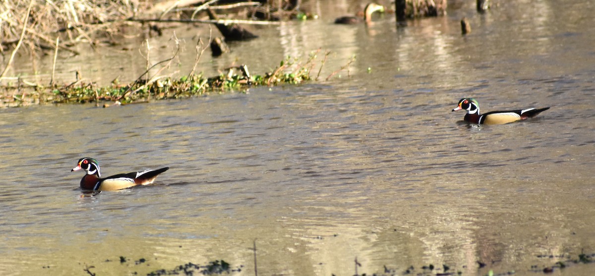 Wood Duck - ML615916998