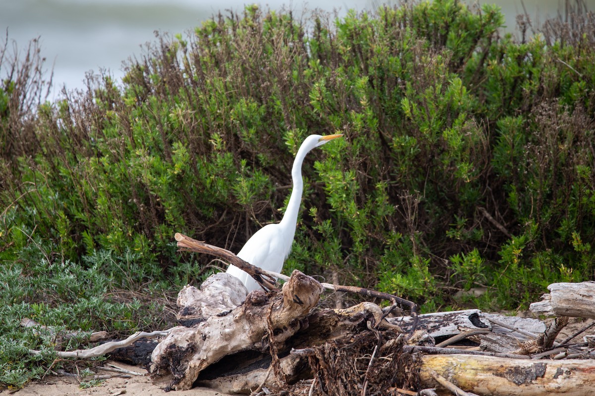 Great Egret - ML615917000