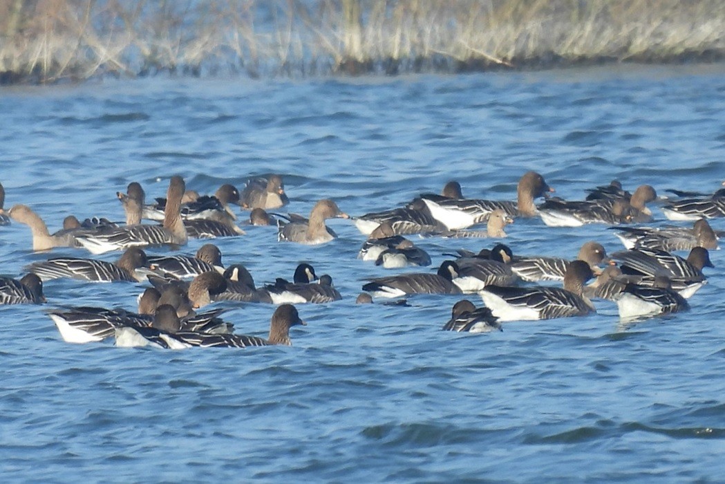 Cackling Goose - Kaja Łozicka