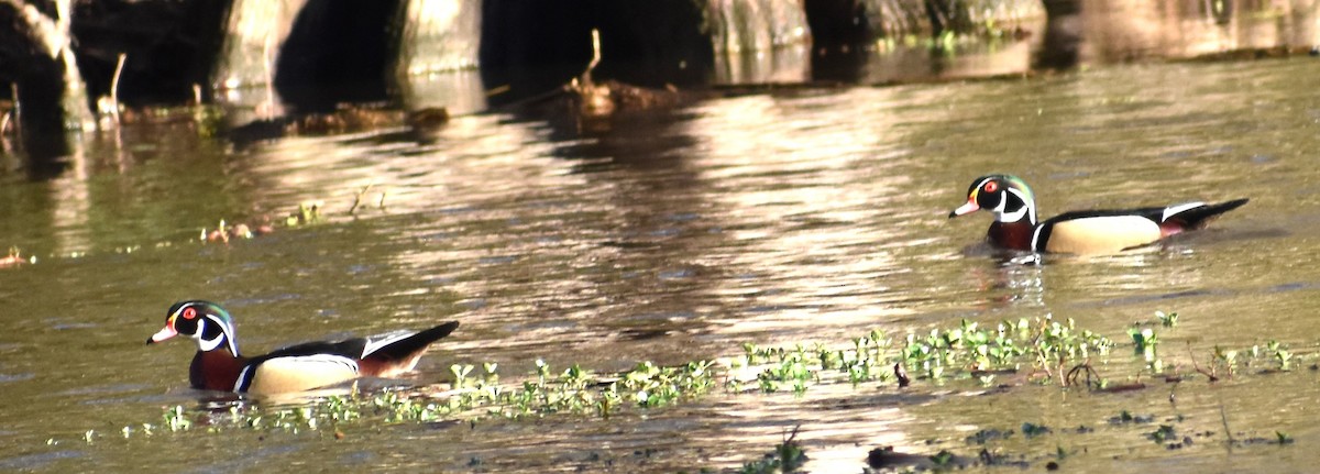 Wood Duck - ML615917008