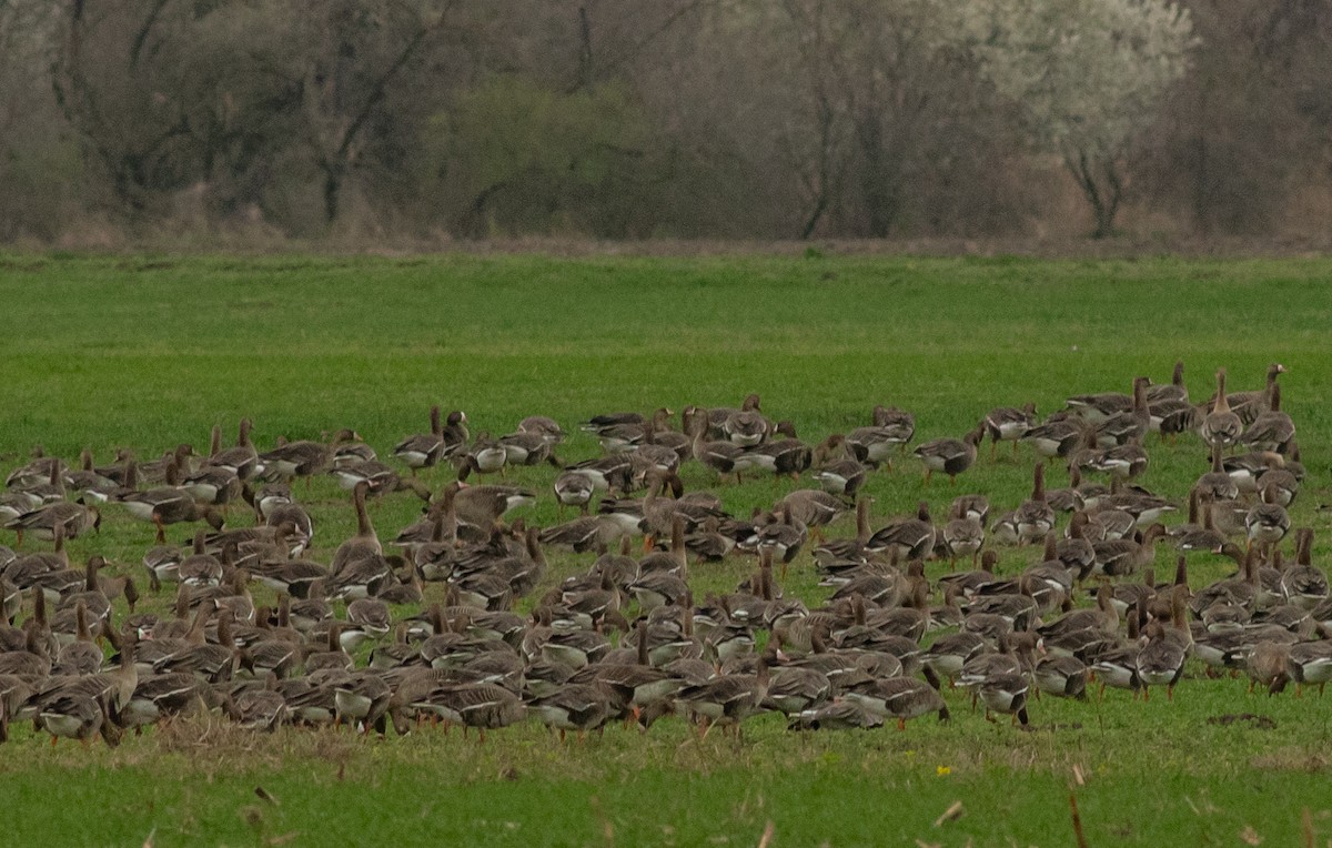 Lesser White-fronted Goose - Zsolt Ampovics