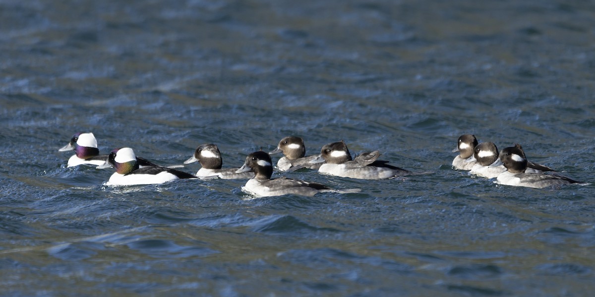 Bufflehead - Jim Tolbert