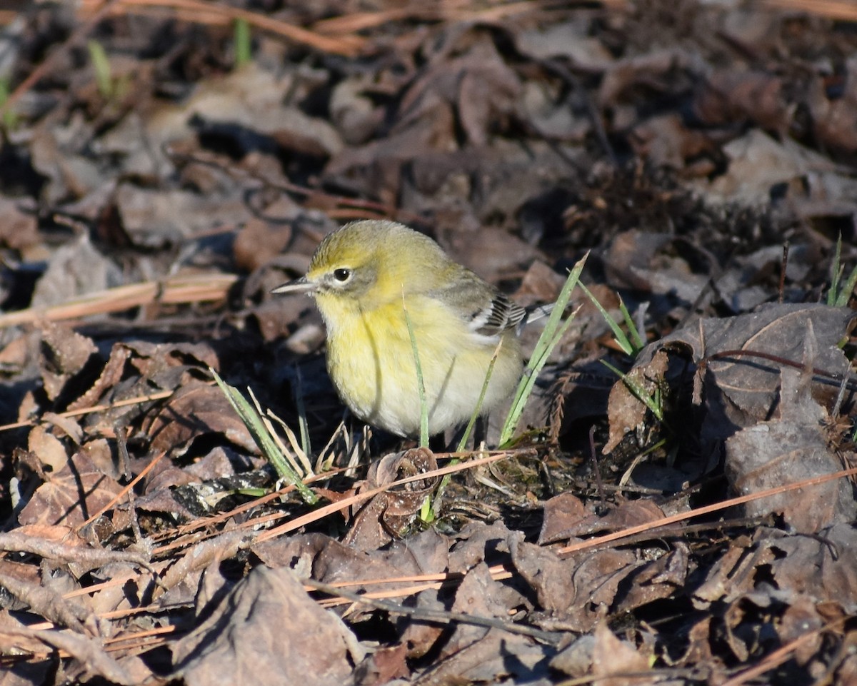 Pine Warbler - ML615917140