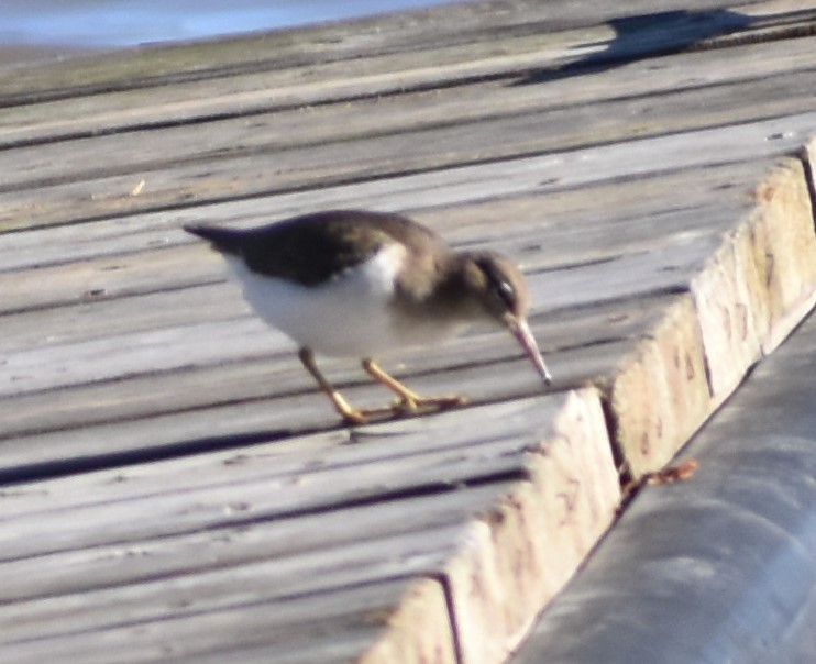 Spotted Sandpiper - ML615917165