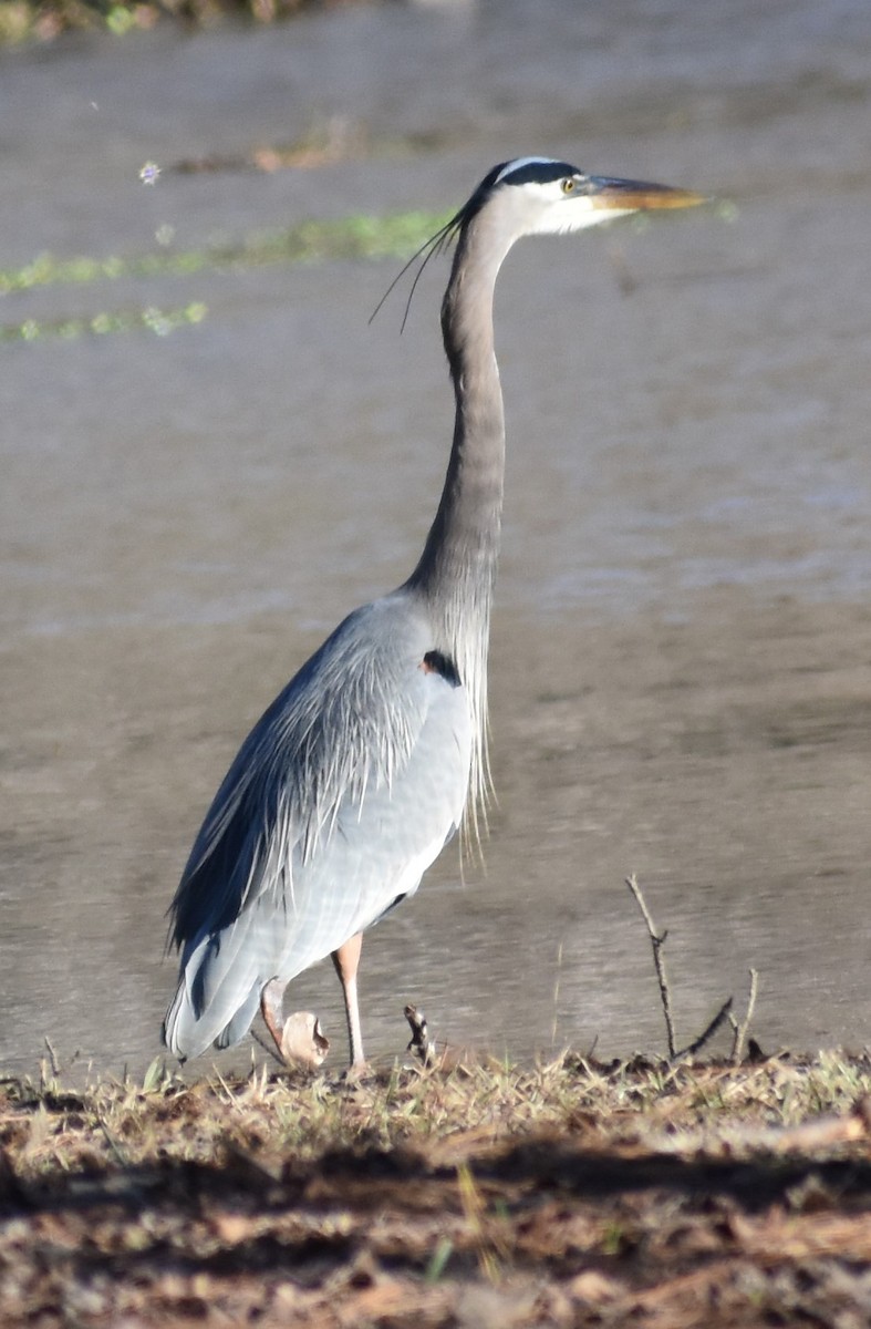 Great Blue Heron - ML615917175