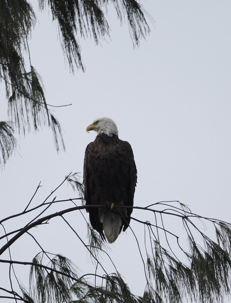 Bald Eagle - ML615917179