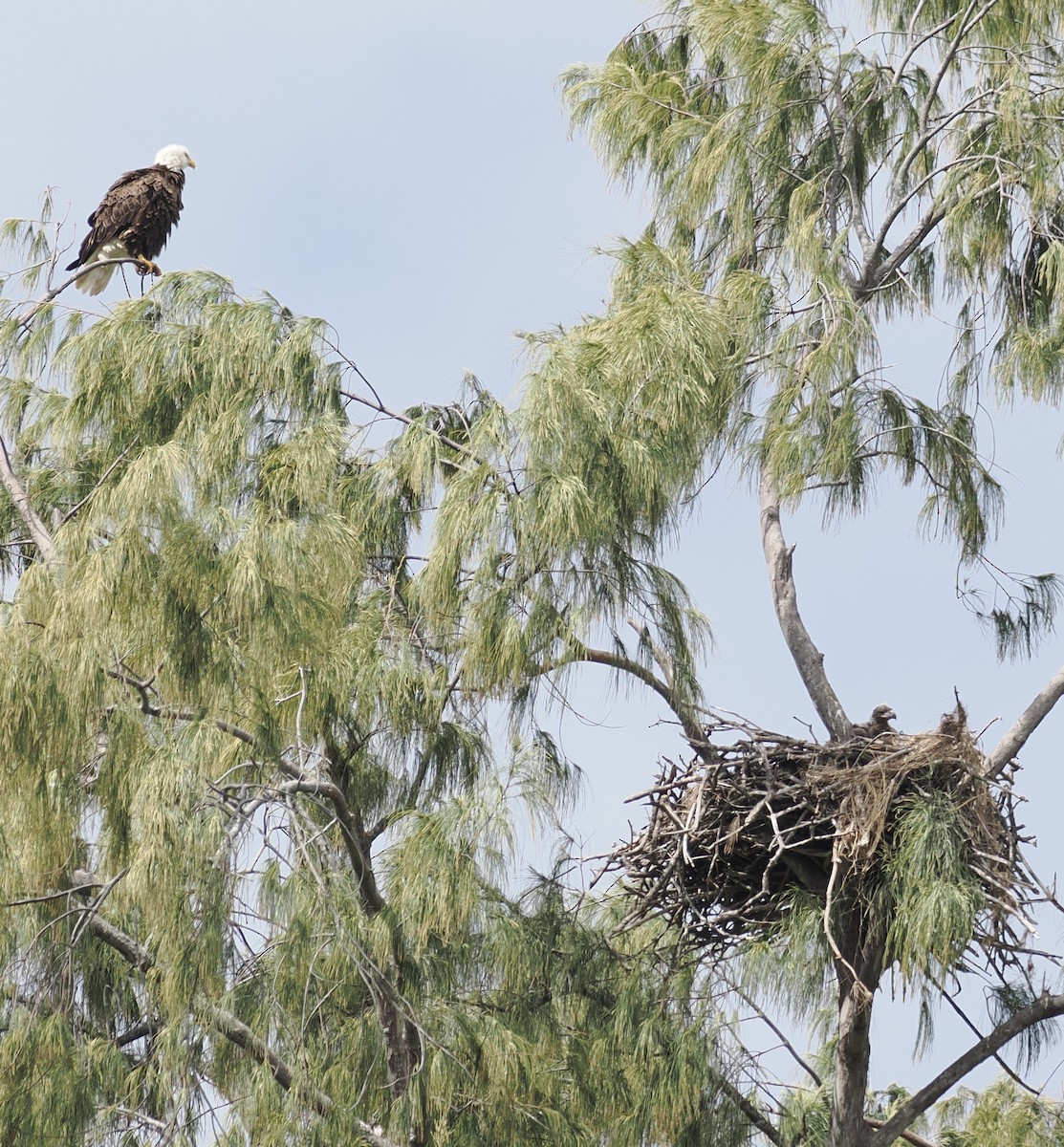 Bald Eagle - ML615917194