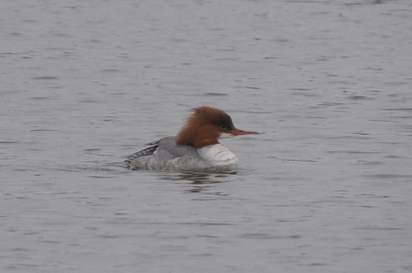 Common Merganser - ML615917207