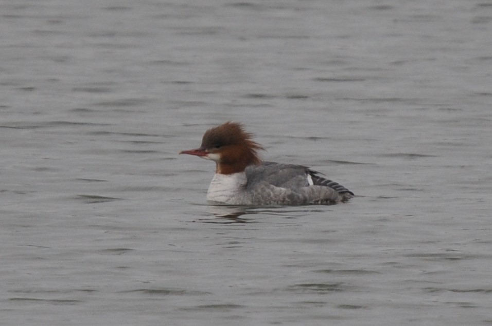 Common Merganser - ML615917208