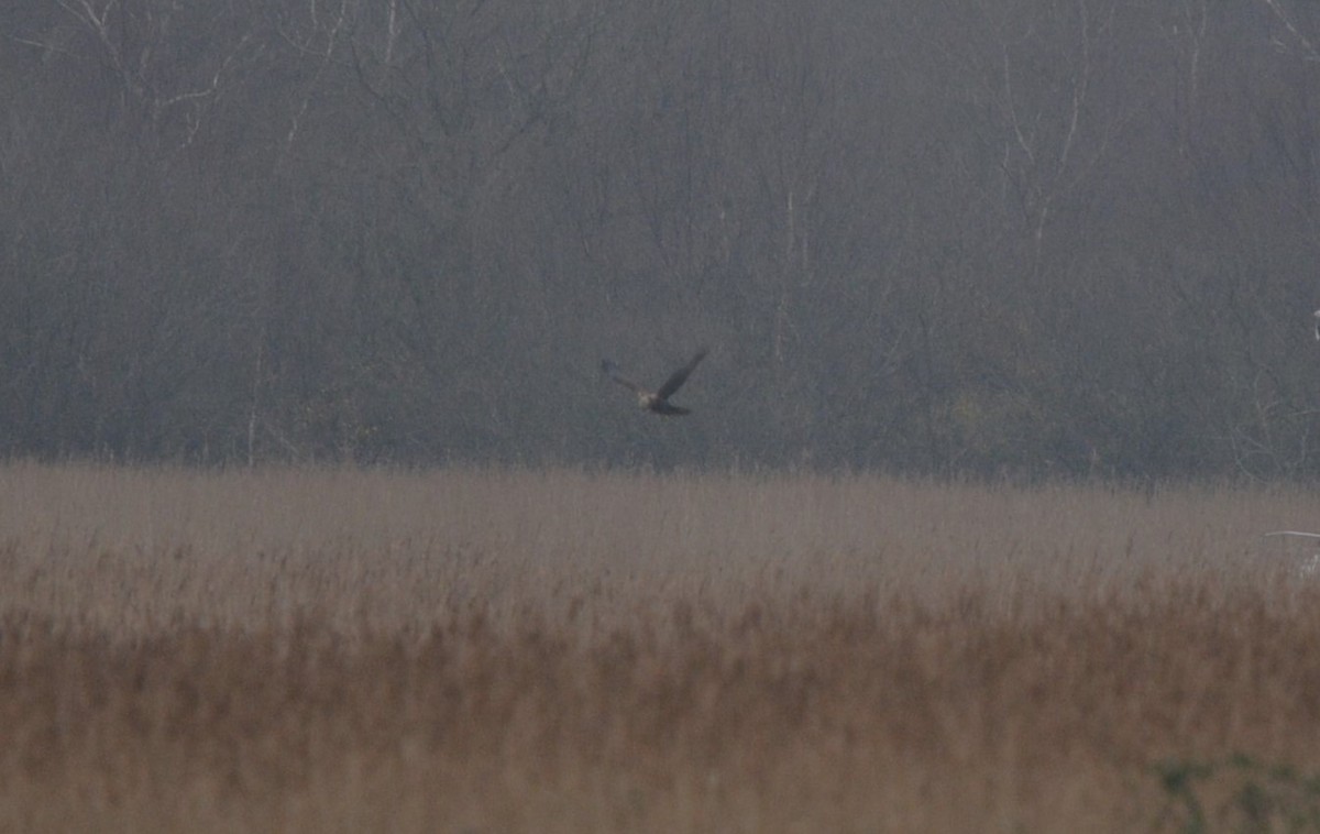 Western Marsh Harrier - ML615917234