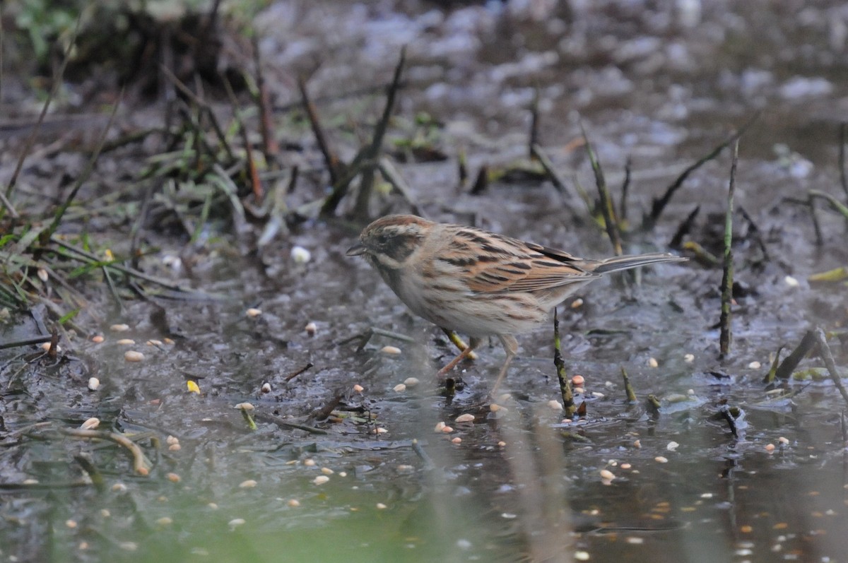 Reed Bunting - ML615917245