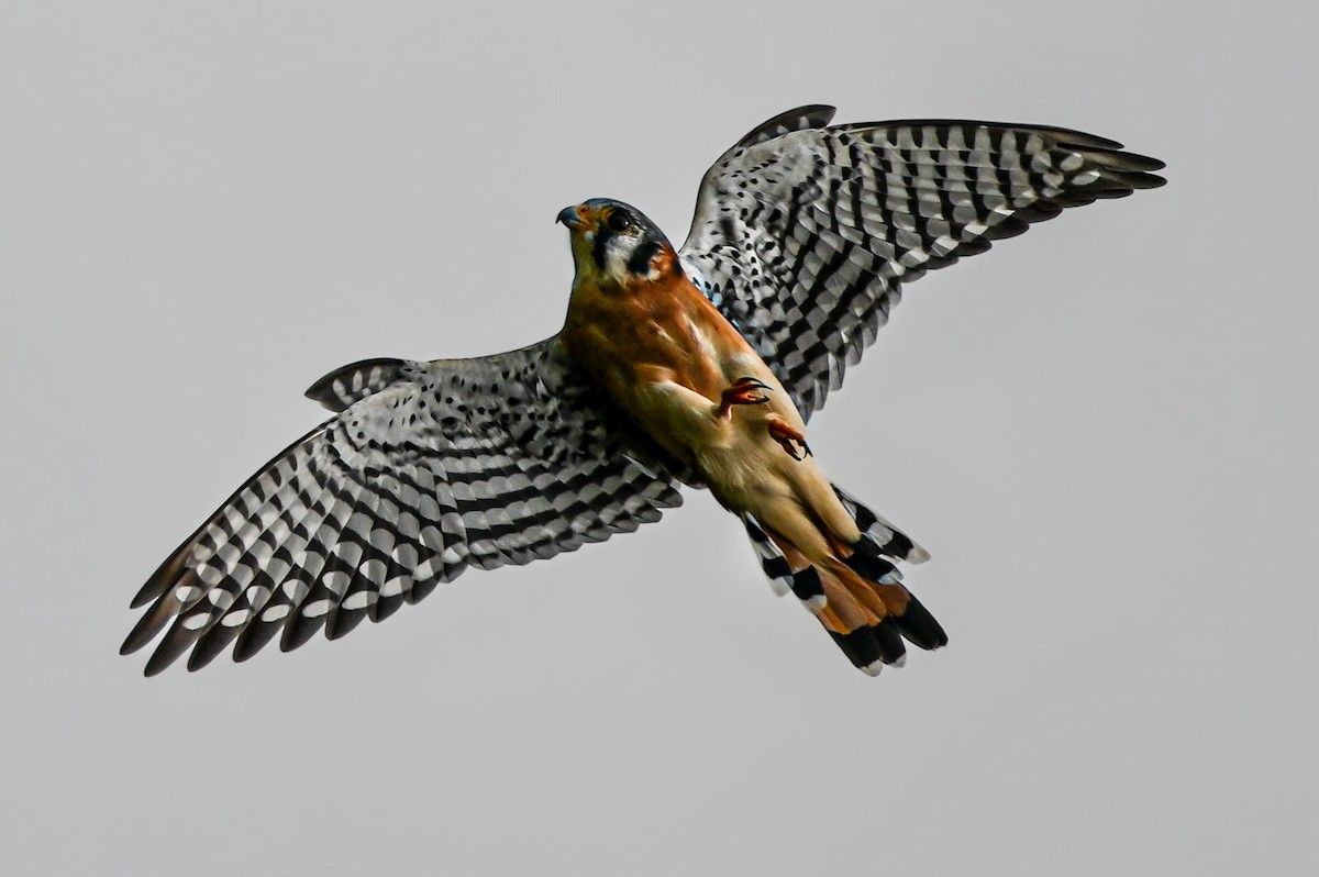 American Kestrel - ML615917246