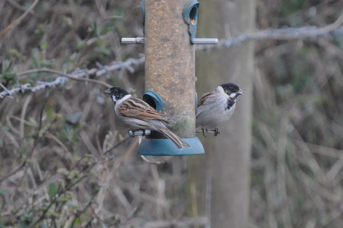 Reed Bunting - ML615917251