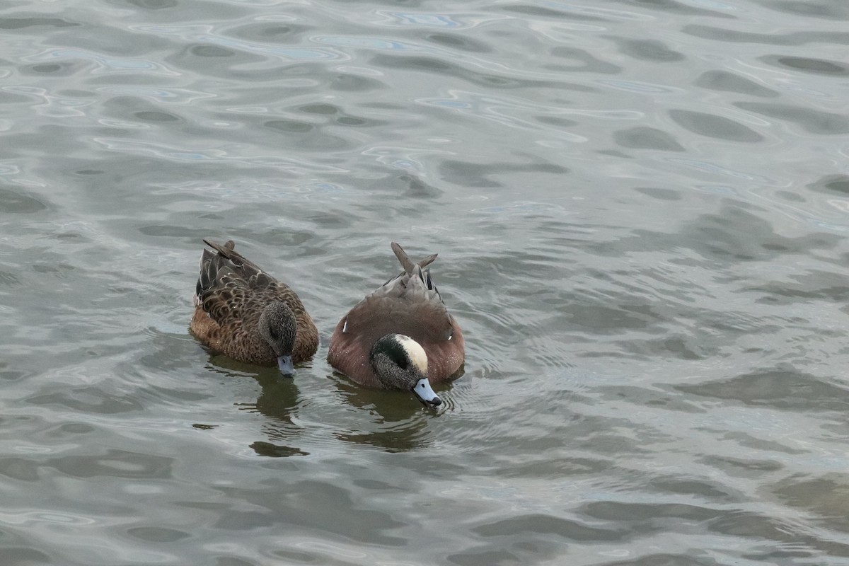 American Wigeon - ML615917269