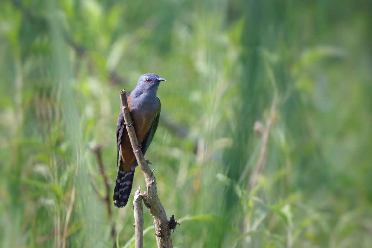 Plaintive Cuckoo - ML615917274