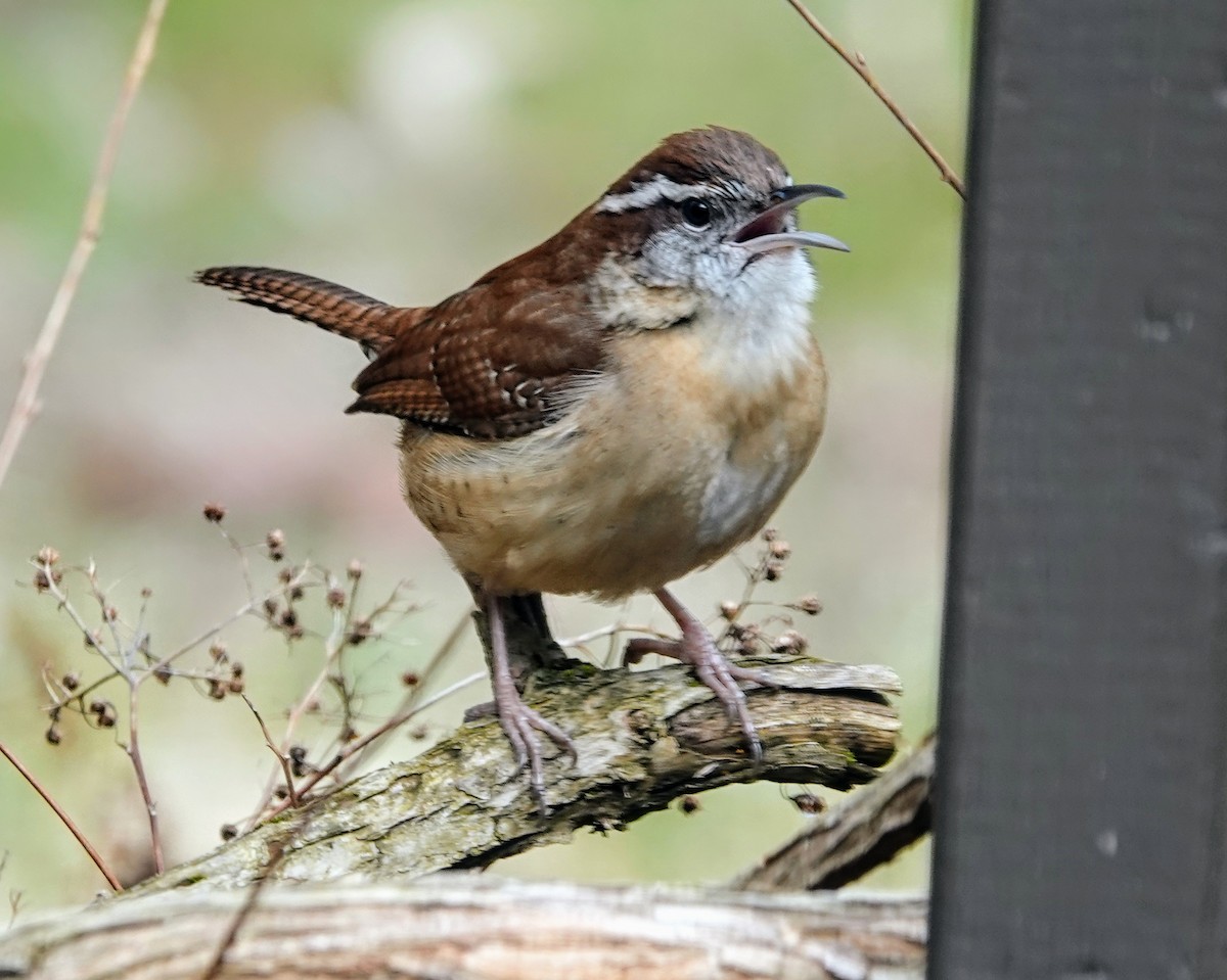 Carolina Wren - ML615917277