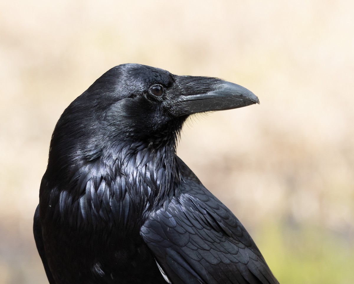 Common Raven - Rohan Prinja