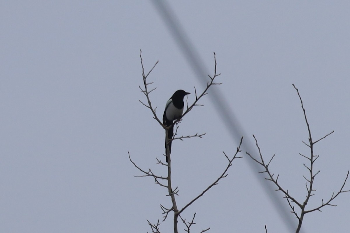 Black-billed Magpie - Trent Massey