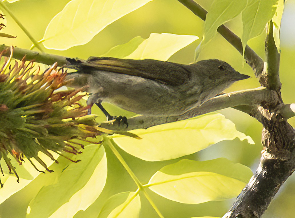 Thick-billed Flowerpecker - ML615917349