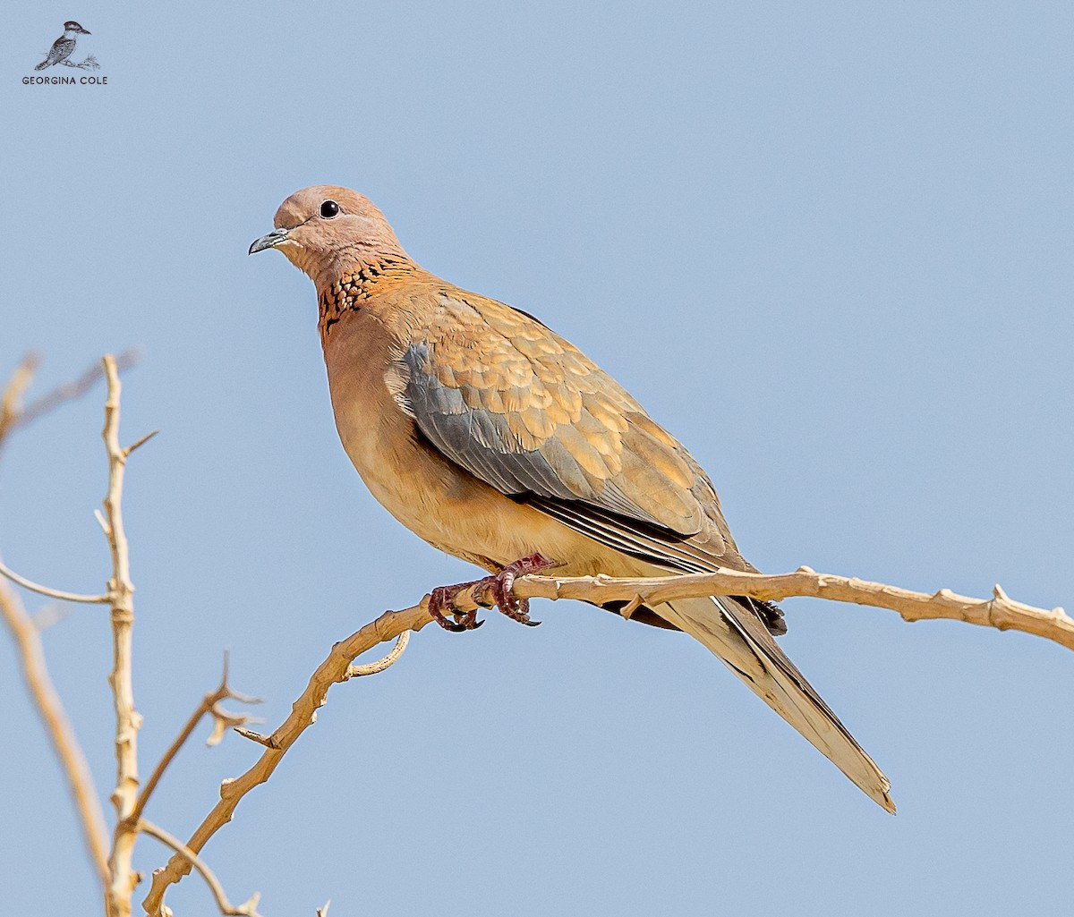Laughing Dove - ML615917354