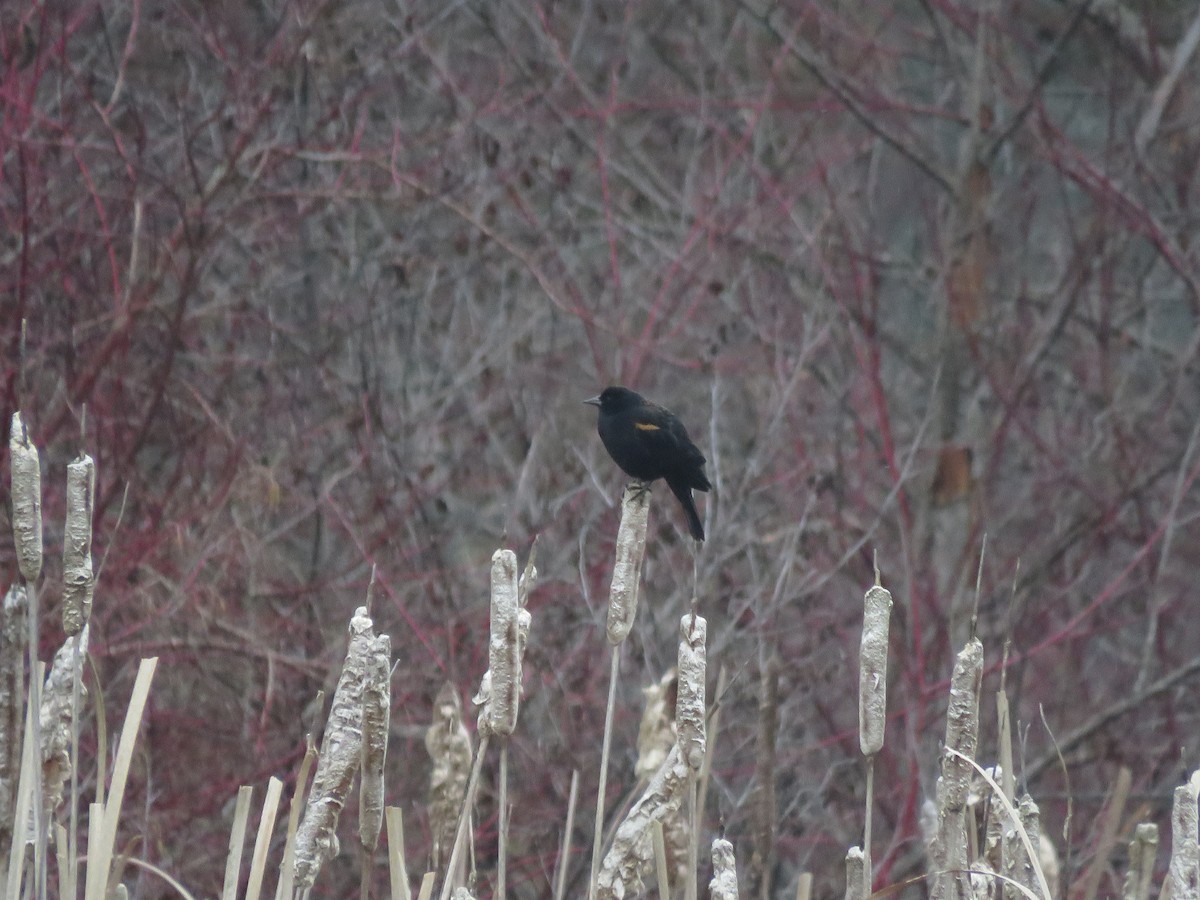 Red-winged Blackbird - ML615917355