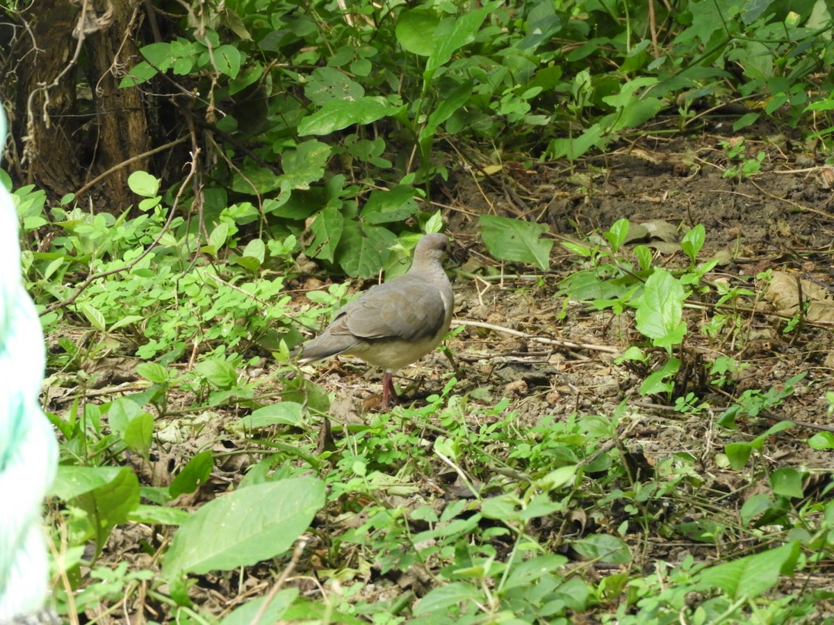 White-tipped Dove - ML615917361