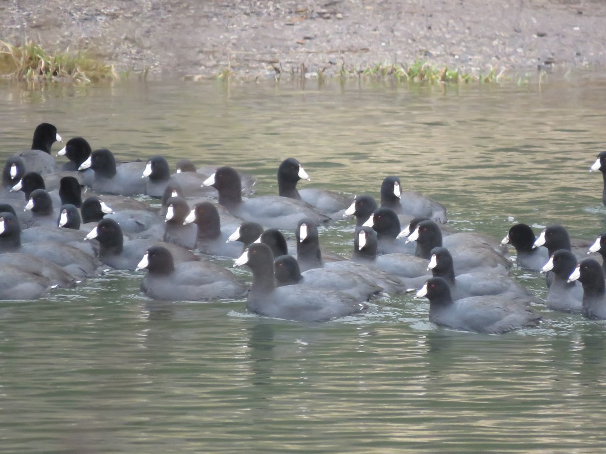 American Coot - ML615917364