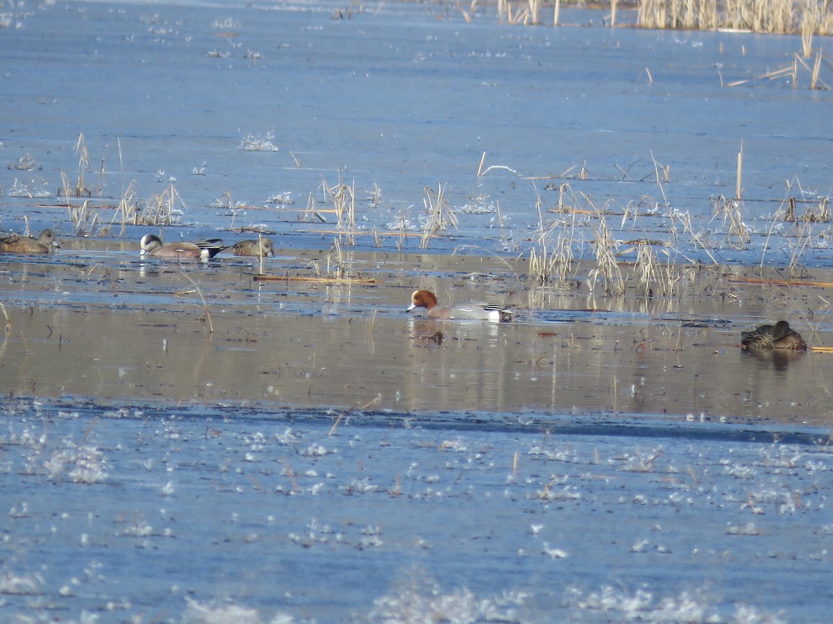 Eurasian Wigeon - ML615917380