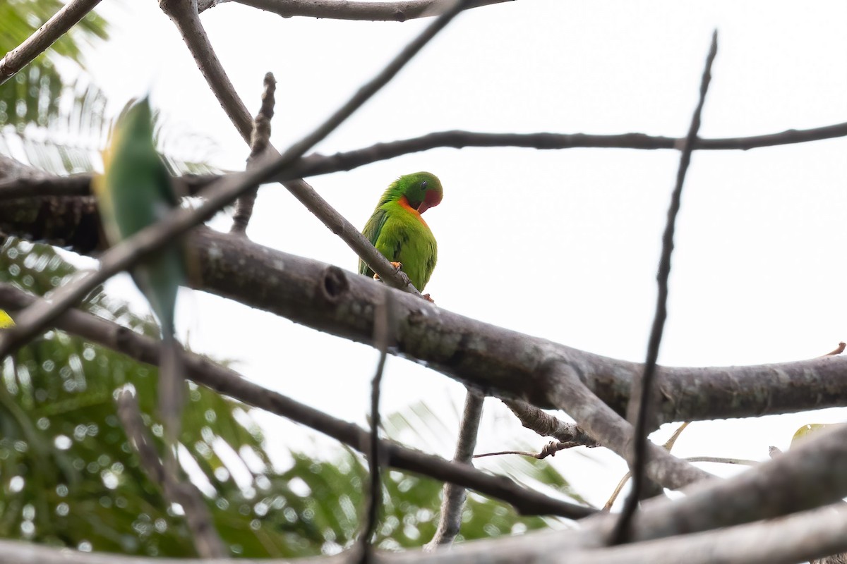 Philippine Hanging-Parrot - ML615917410