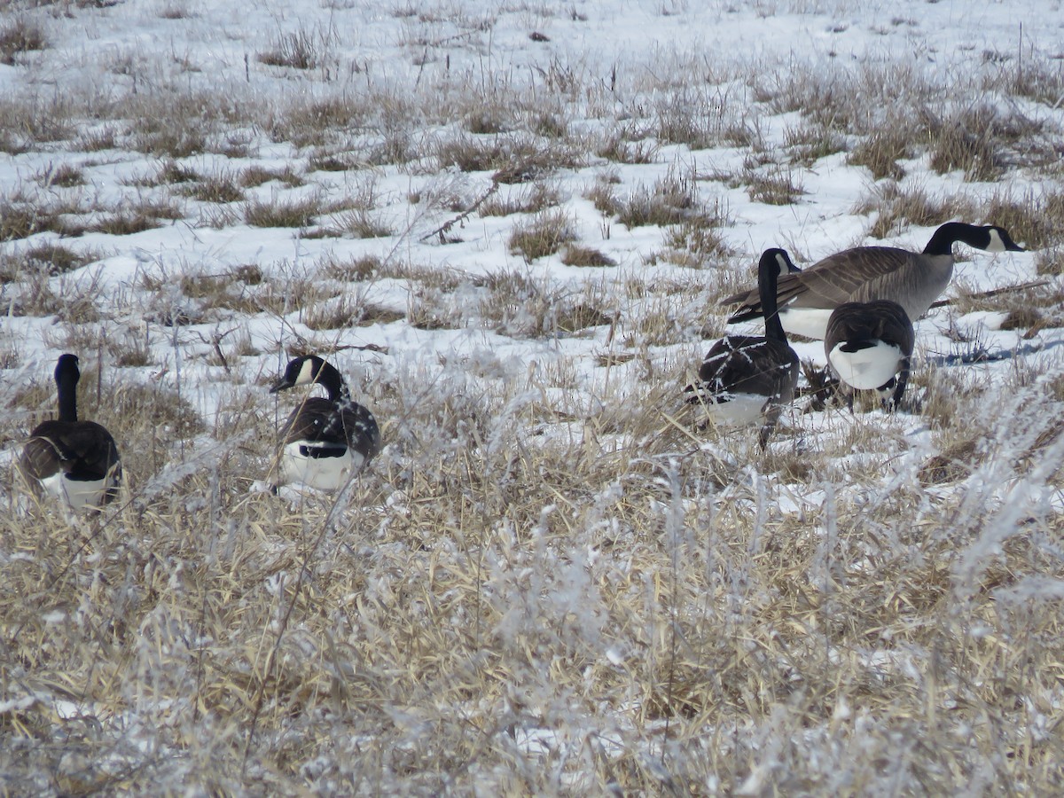 Canada Goose - Curtis Mahon