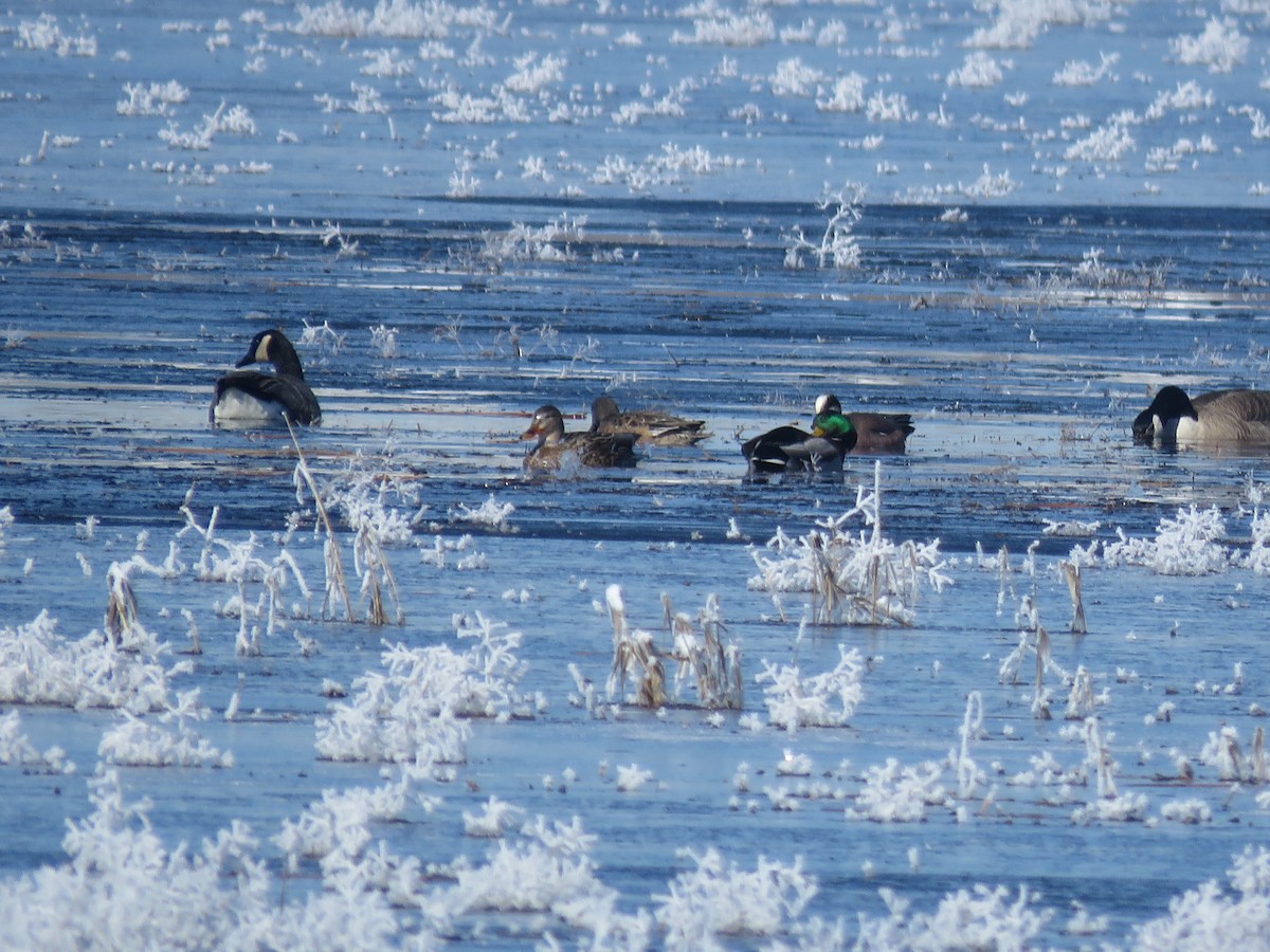 Mallard - Curtis Mahon