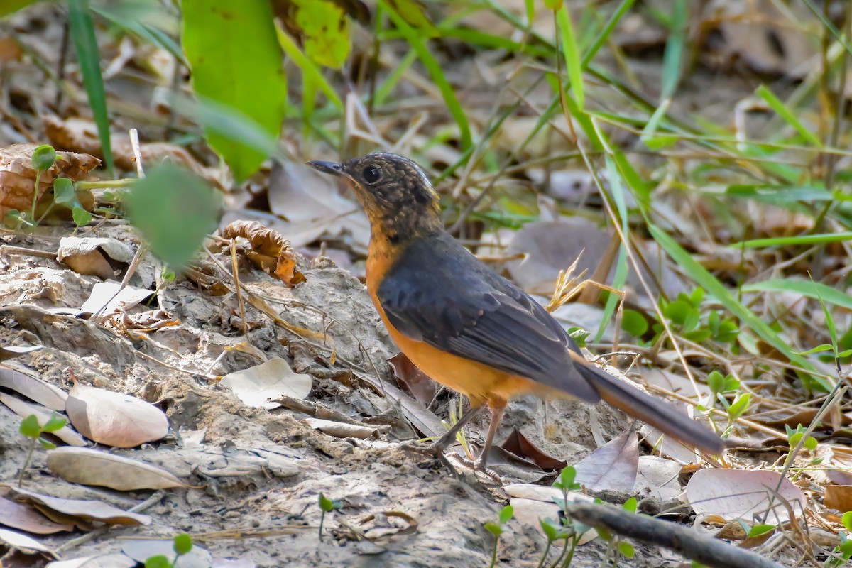 White-crowned Robin-Chat - ML615917432