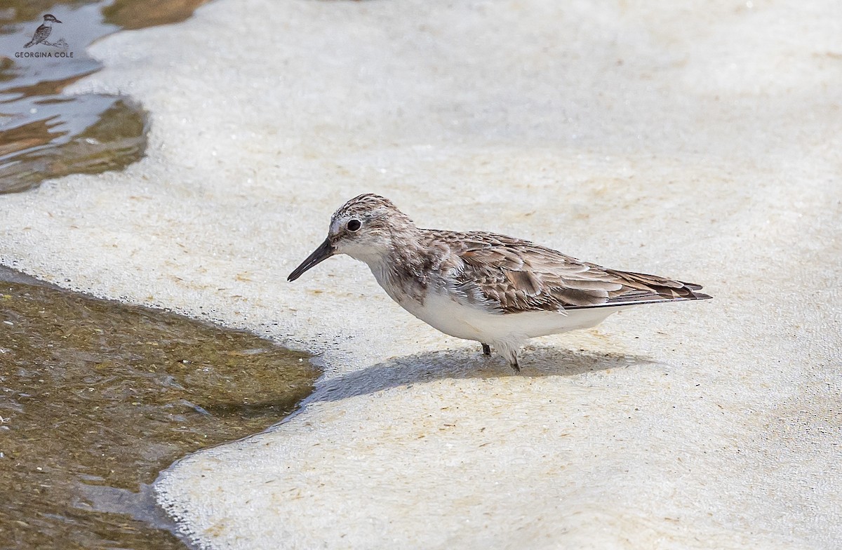 Little Stint - ML615917434