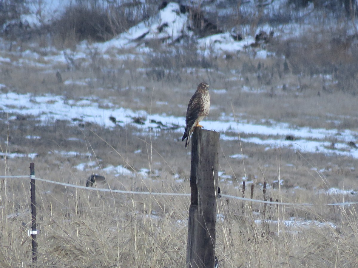 Northern Harrier - Curtis Mahon