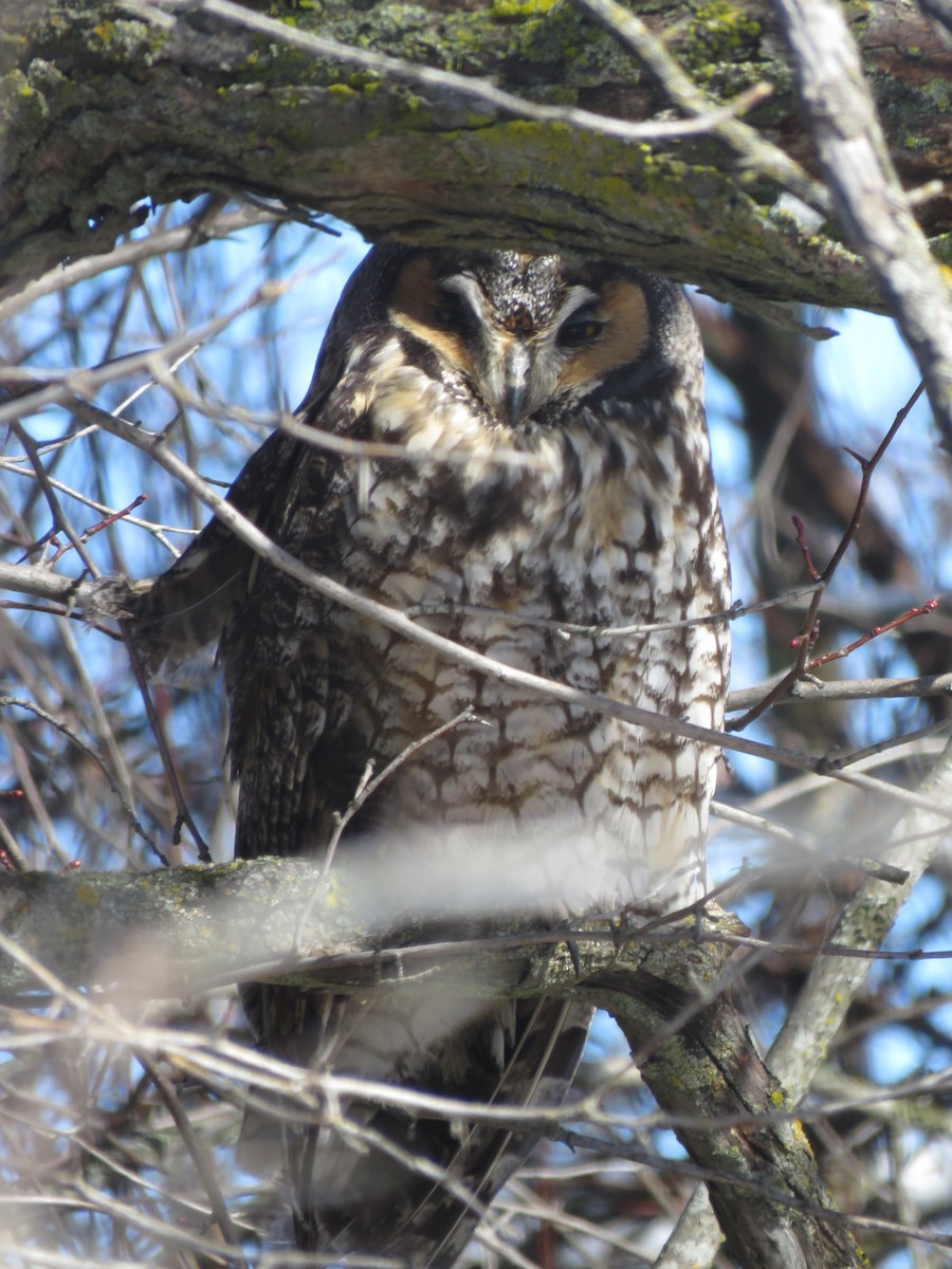 Long-eared Owl - Curtis Mahon