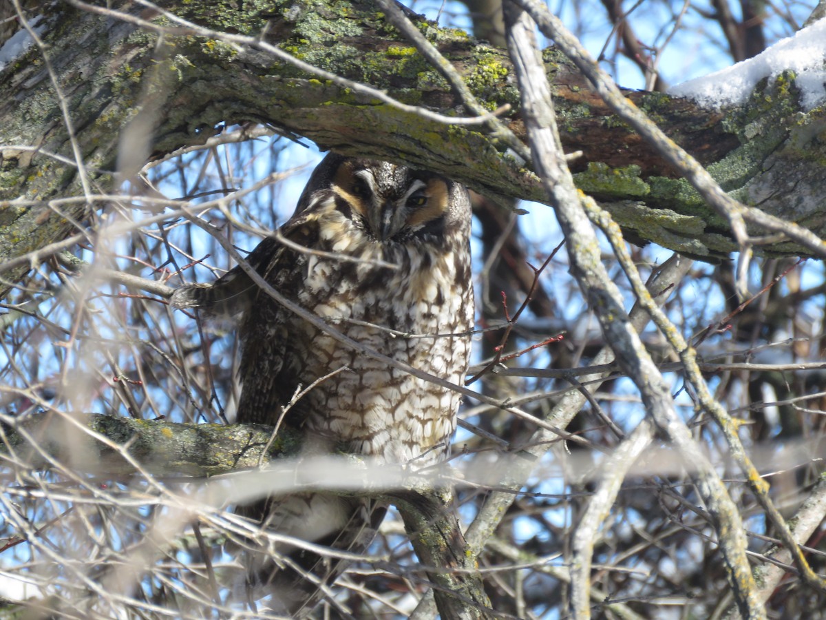 Long-eared Owl - ML615917470