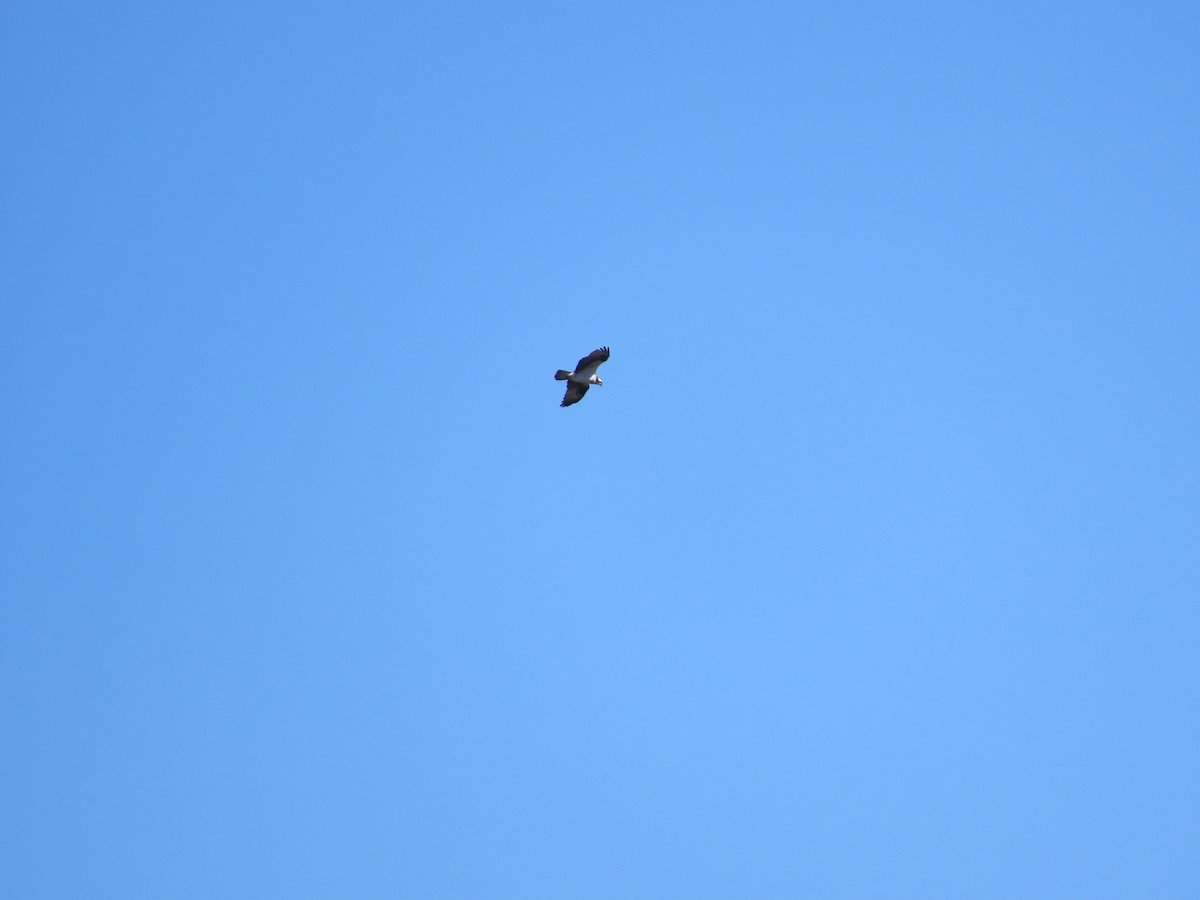 Osprey - ML615917502