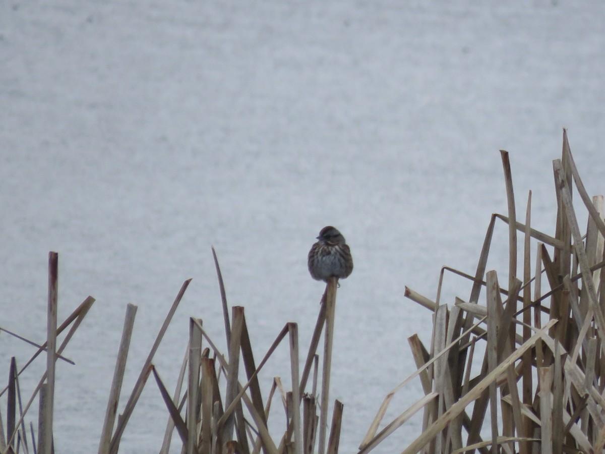 Song Sparrow - Curtis Mahon