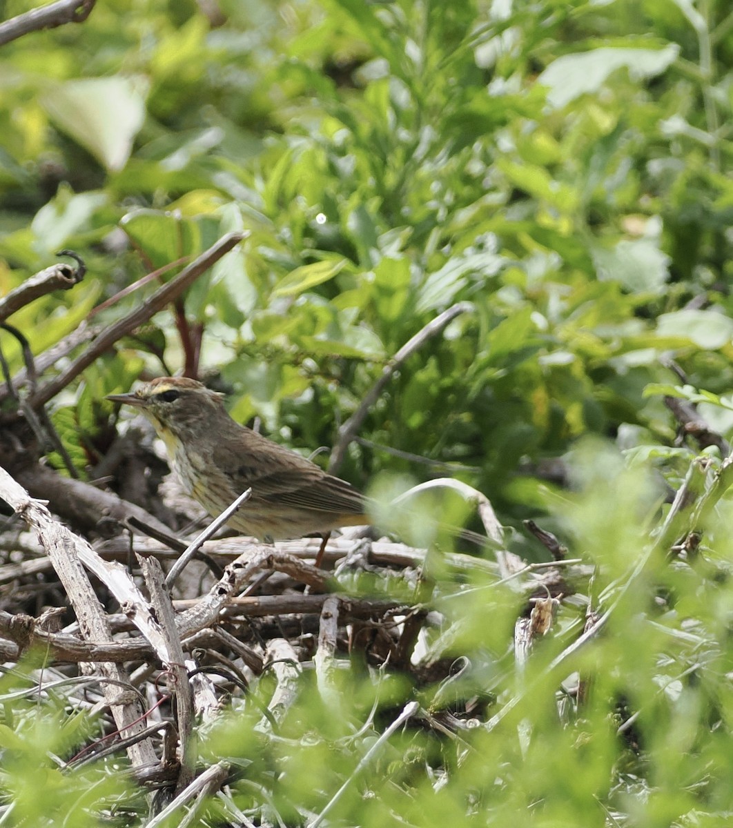 Palm Warbler - ML615917554