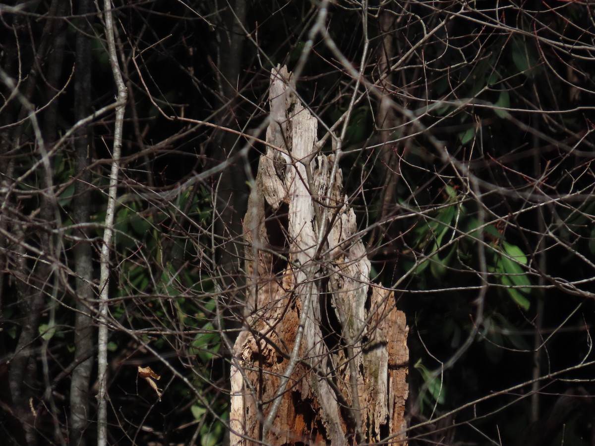 Brown Creeper - ML615917565