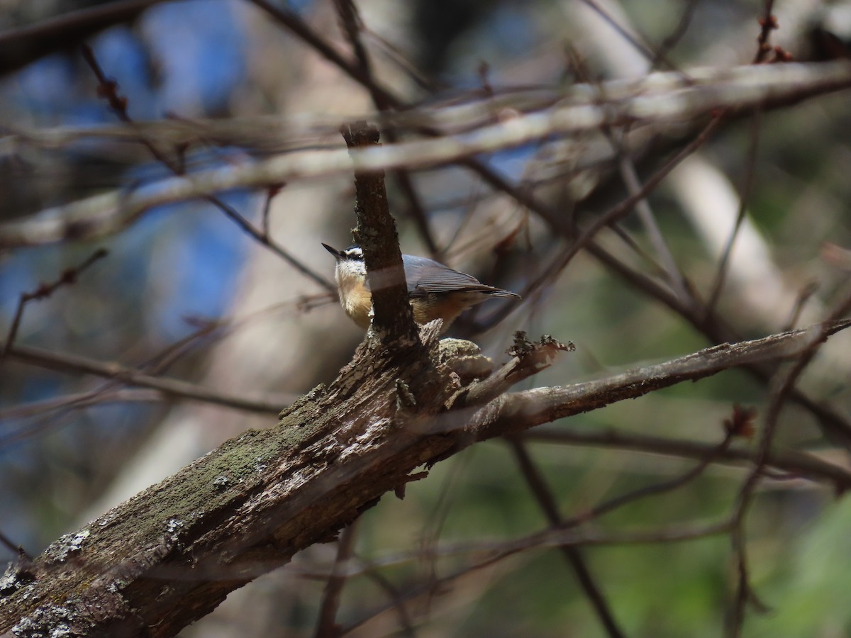 Red-breasted Nuthatch - ML615917577