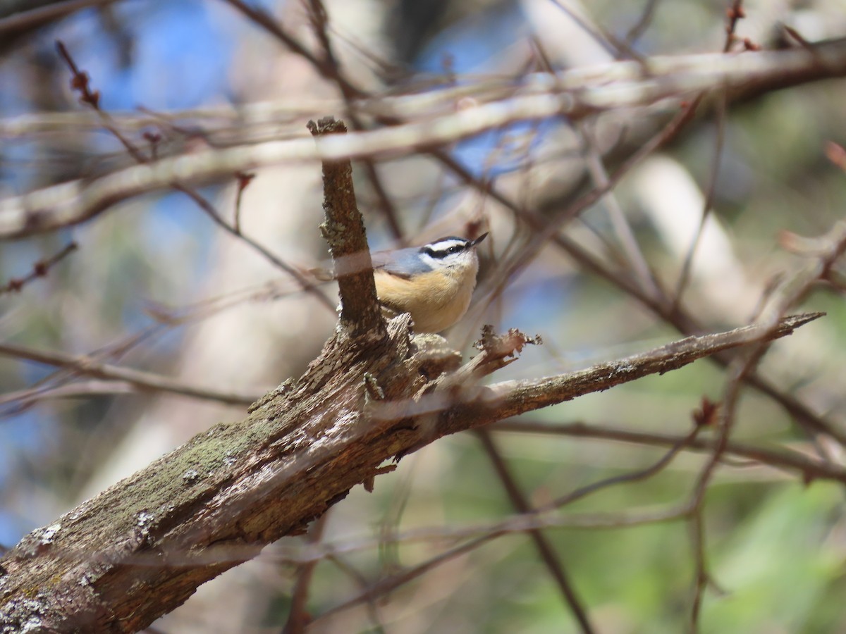 Red-breasted Nuthatch - ML615917578