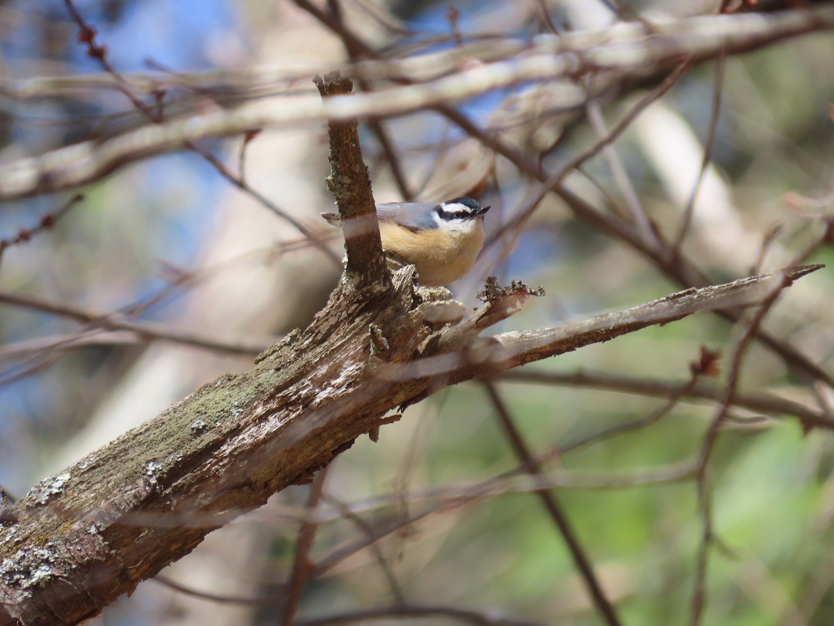 Red-breasted Nuthatch - ML615917579