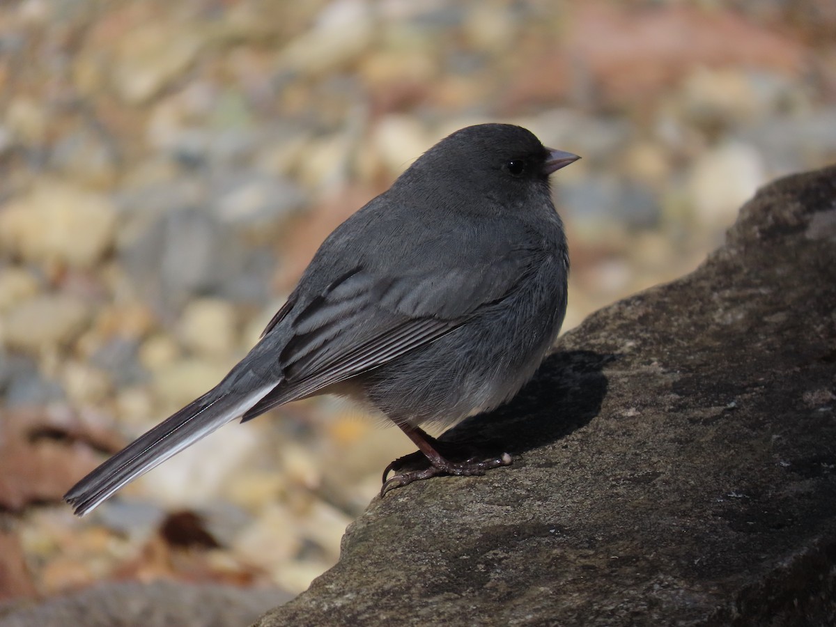 Dark-eyed Junco - ML615917587